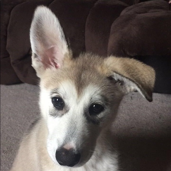Meet your Posher, Chloe - Picture 1 of 1